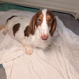 Coco - Dachshund