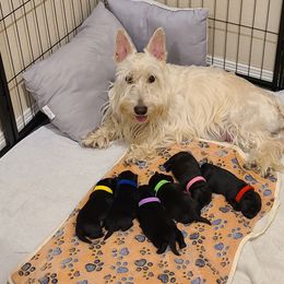 Scottish Terrier Puppies from Scotch McLaren Terriers