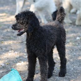 Sage - Poodle
