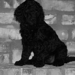 Goldendoodle Puppies from Phoenix Goldendoodles