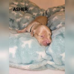Asher - Cream male Dachshund puppy in Luttrell, Tennessee from Tiny Tails Ranch