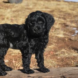 Australian Labradoodle Puppies from Rocky Mountain Labradoodles