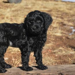 Australian Labradoodle Puppies from Rocky Mountain Labradoodles