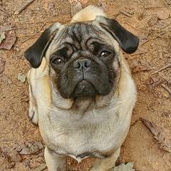 Cosmo - Pug