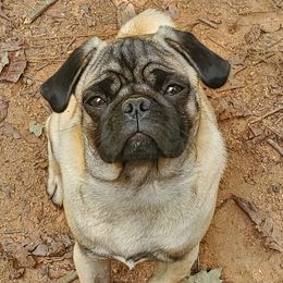 Cosmo - Pug