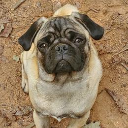 Cosmo - Pug