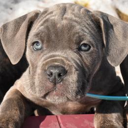 Cane Corso Puppies from Willow Creek Cane Corsos