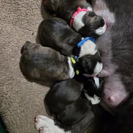 Boston Terrier and Boxer Puppies from Quinney’s Boxers and Boston Terriers