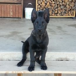 Tango - Dutch Shepherd