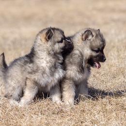 Pomsky Puppies from New World Pomskies