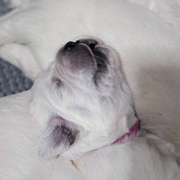 Girl 1 - Light golden female Golden Retriever puppy in Osceola, Iowa from Healing Hearts Therapy Goldens