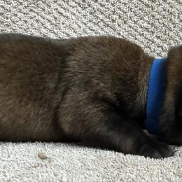Blue - Fawn sable male Belgian Malinois puppy in Ellerbe, North Carolina from Grand Prix Kennel