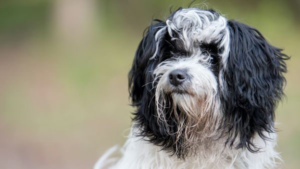 Find Russian Tsvetnaya Bolonka puppies for sale