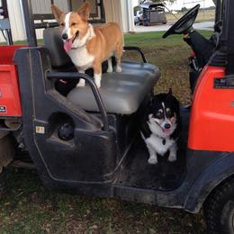"Jackson & Hiedi" Pembroke Welsh Corgi All Grown Up from Country Tyme Corgis