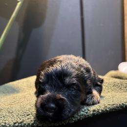 Boy 1 - Black and silver male Miniature Schnauzer puppy in Charlotte, North Carolina from Golden Leaf Kennels LLC