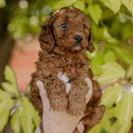 Sage - Red  female Goldendoodle puppy in Patterson, California from Dooling Doodles