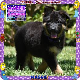 MAGGIE PURE SWEETNESS - Black and red female German Shepherd puppy in Murrieta, California from Diamond Oaks German Shepherds