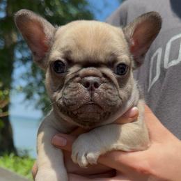 Boy 1 - Fawn male French Bulldog puppy in Gulf Breeze, Florida from SW Frenchies