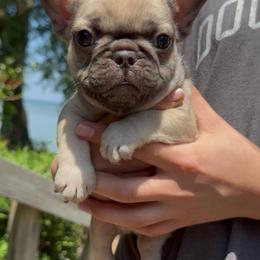 Boy 1 - Fawn male French Bulldog puppy in Gulf Breeze, Florida from SW Frenchies