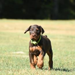 Gunner - Red and rust male Doberman Pinscher puppy in Overton, Texas from Obsidian Kennel