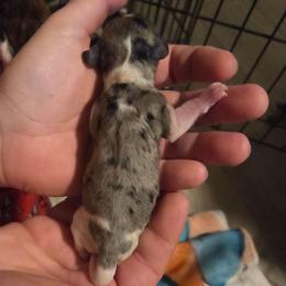 Carrie - Dapple female Dachshund puppy in Mobile, Alabama from Mobile Mini Dachshunds