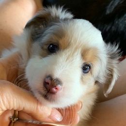 Shetland Sheepdog Puppies from Sharon’s Family Shelties