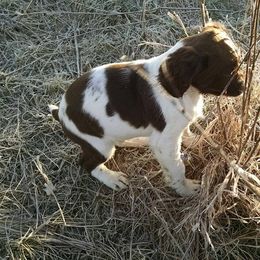 English Springer Spaniel Puppies from Whisky River Gun Dogs