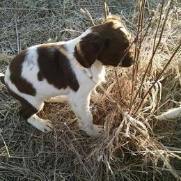 English Springer Spaniel Puppies from Whisky River Gun Dogs
