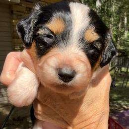 Waylon - Black tri-color male Aussiedoodle puppy in Allardt, Tennessee from Hearth&Hound Doodles