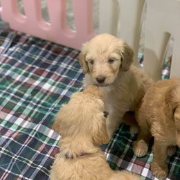Goldendoodle Puppies from Bear Ridge Doodles