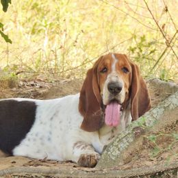 Tilly - Basset Hound
