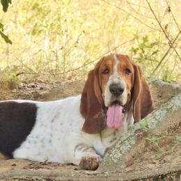 Tilly - Basset Hound