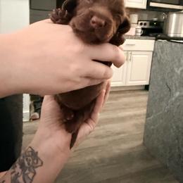 Brownie - Chocolate female Dachshund puppy in Pahrump, Nevada from Jedi Weiner Ranch