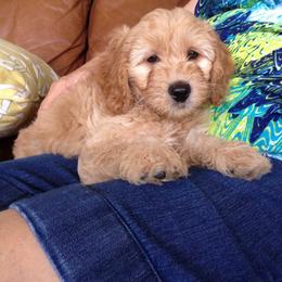 Cavapoo and Goldendoodle Puppies from Safari Doodles