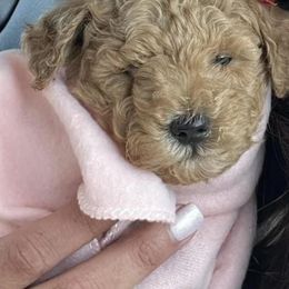 Goldendoodle Puppies from Proctor’s Petite Goldendoodles