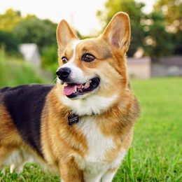 Eli - Pembroke Welsh Corgi