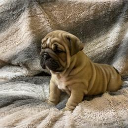 Bulldog Puppies from Semper Fi Bulldogs