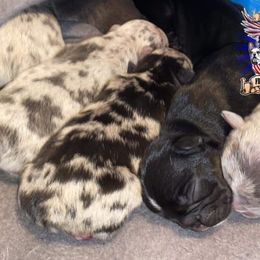 Boston Terrier and French Bulldog Puppies from Freedom Bostons