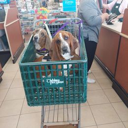Basset Hound All Grown Up from Amy Schoultheis