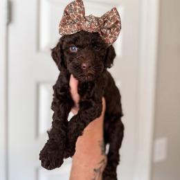 Minnie - Chocolate female Goldendoodle puppy in Soddy Daisy, Tennessee from The W Doods