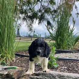 Capri - Black and white female English Springer Spaniel puppy in Bonners Ferry, Idaho from Paradise Valley Springers