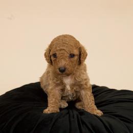 Roxie - Red  female Poodle puppy in Los Angeles, California from Exquisite Doodles