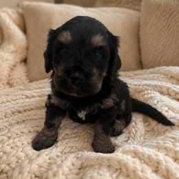 Cyrus - Phantom male Bernedoodle puppy in Gilbert, Arizona from LittleLegacyDoodles