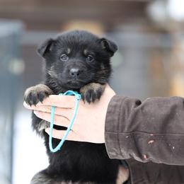 Sky - Bi-color female German Shepherd puppy in Augusta, West Virginia from Vom Haus Highlands