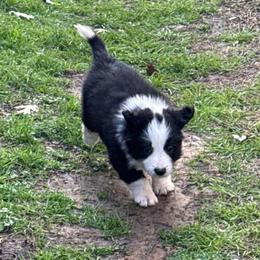Felix - Black and white male Border Collie puppy in Mckinney, Texas from Border Collies of Ruidoso