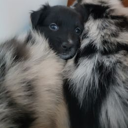 Australian Shepherd Puppies from Summit Australian Shepherds