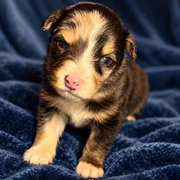 Jack - Blue merle male Australian Shepherd puppy in Vacaville, California from Cowtown Aussies
