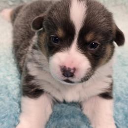ARCHIE - Blue male Pembroke Welsh Corgi puppy in Walker, Iowa from Double K Corgis