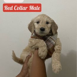 Bernedoodle and Goldendoodle Puppies from Lyon and Luna Goldendoodles Bernedoodles