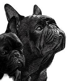 French Bulldogs from Eastham’s  Open French Bulldogs